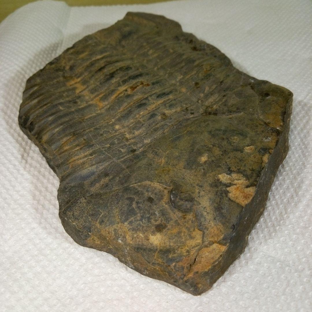 三葉虫　化石　三葉虫化石　究極のレトロ　fossil　大きい　化石管理番号⑱