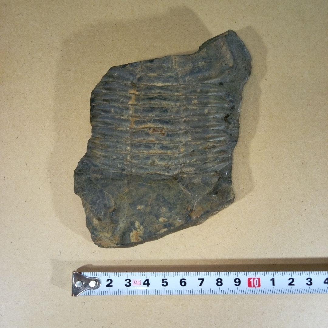 三葉虫　化石　三葉虫化石　究極のレトロ　fossil　大きい　化石管理番号⑱