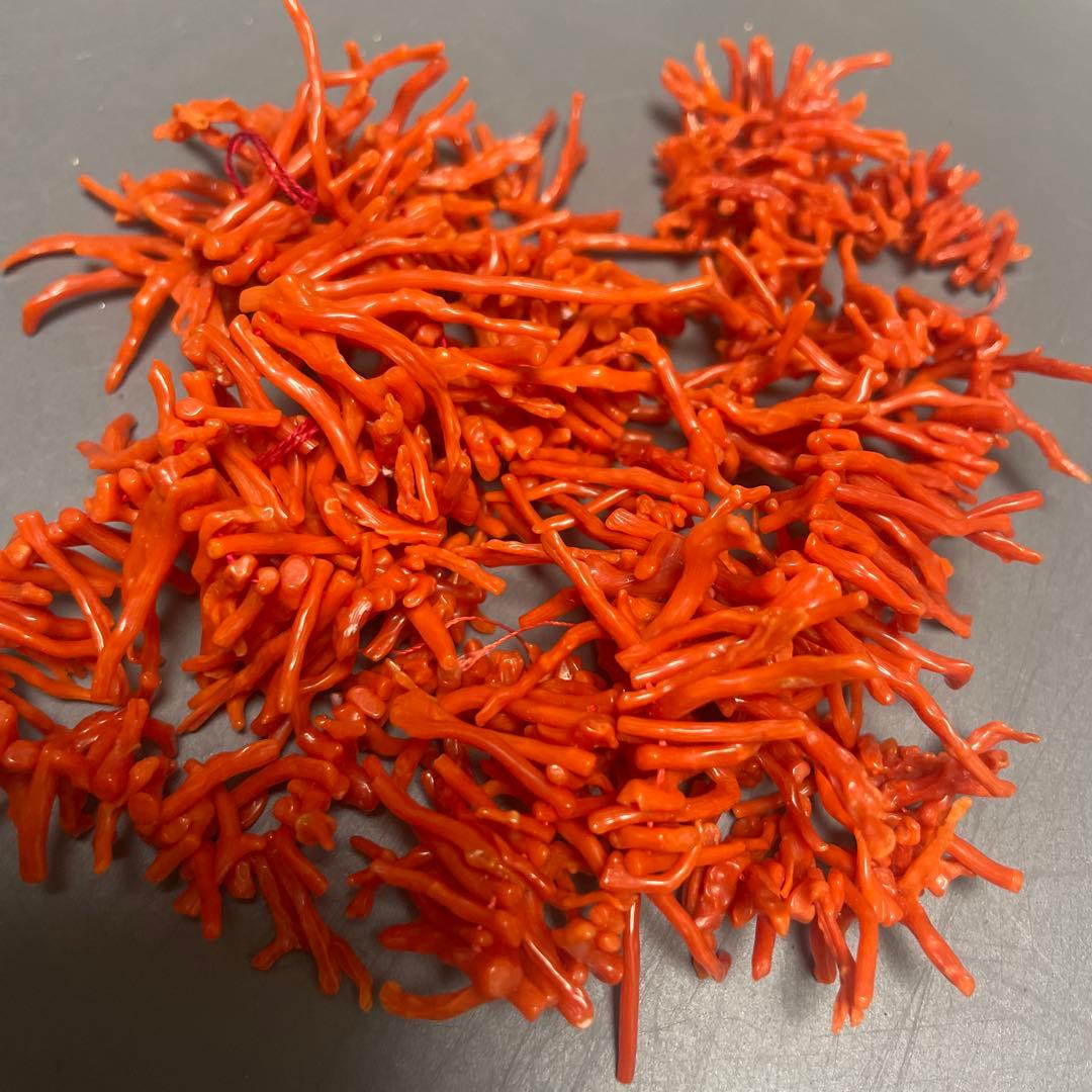 赤珊瑚　枝珊瑚100cm
