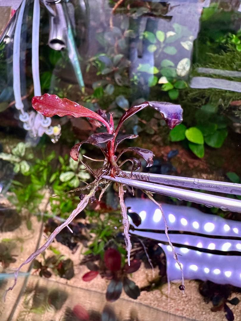 爆睡 sp.ブラウニーゴーストカリマンタン　2株