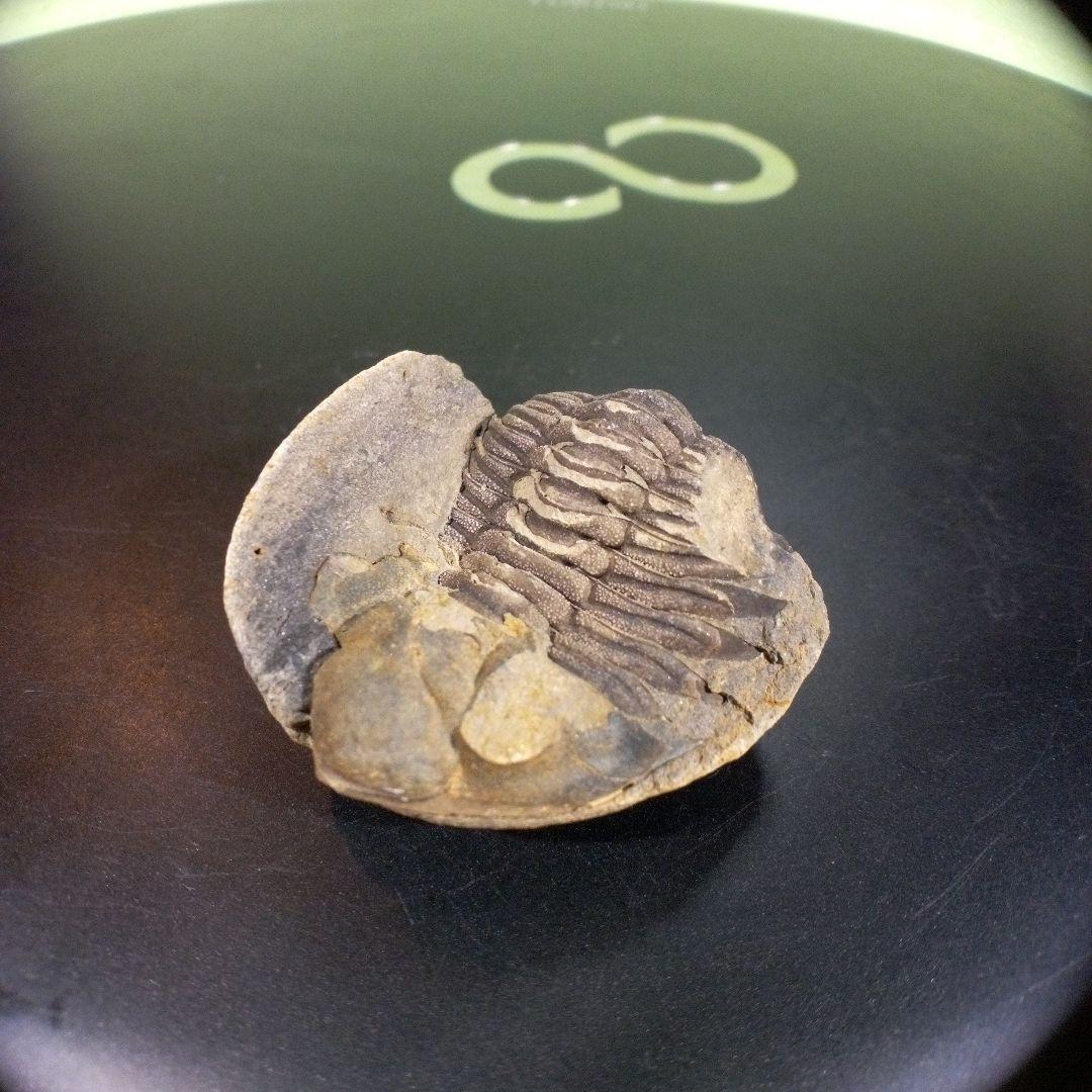 三葉虫　化石　fossil　ボリビア産　トライロバイト　三葉虫個体⑤