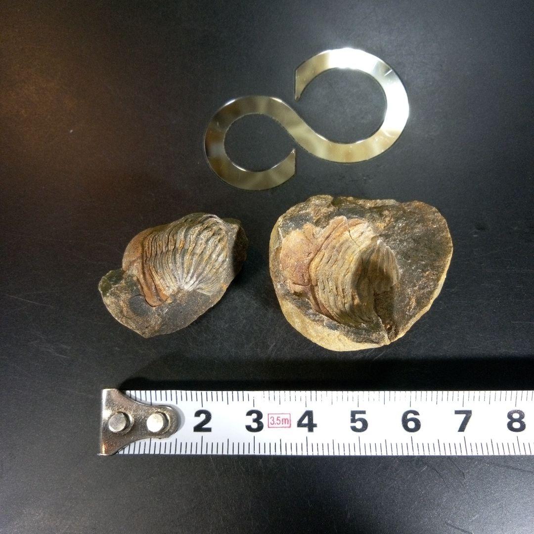 三葉虫　化石　fossil　海　ボリビア産　trilobite　ボリビア化石郡②