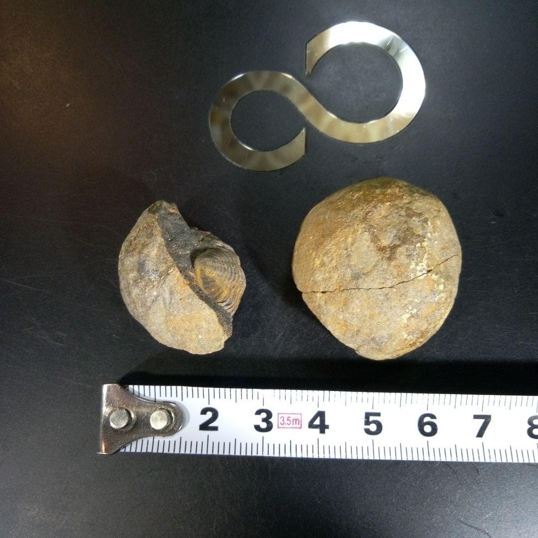 三葉虫　化石　fossil　海　ボリビア産　trilobite　ボリビア化石郡②