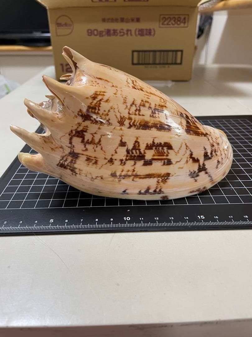 貝殻　標本　ミヒカリコウロギ