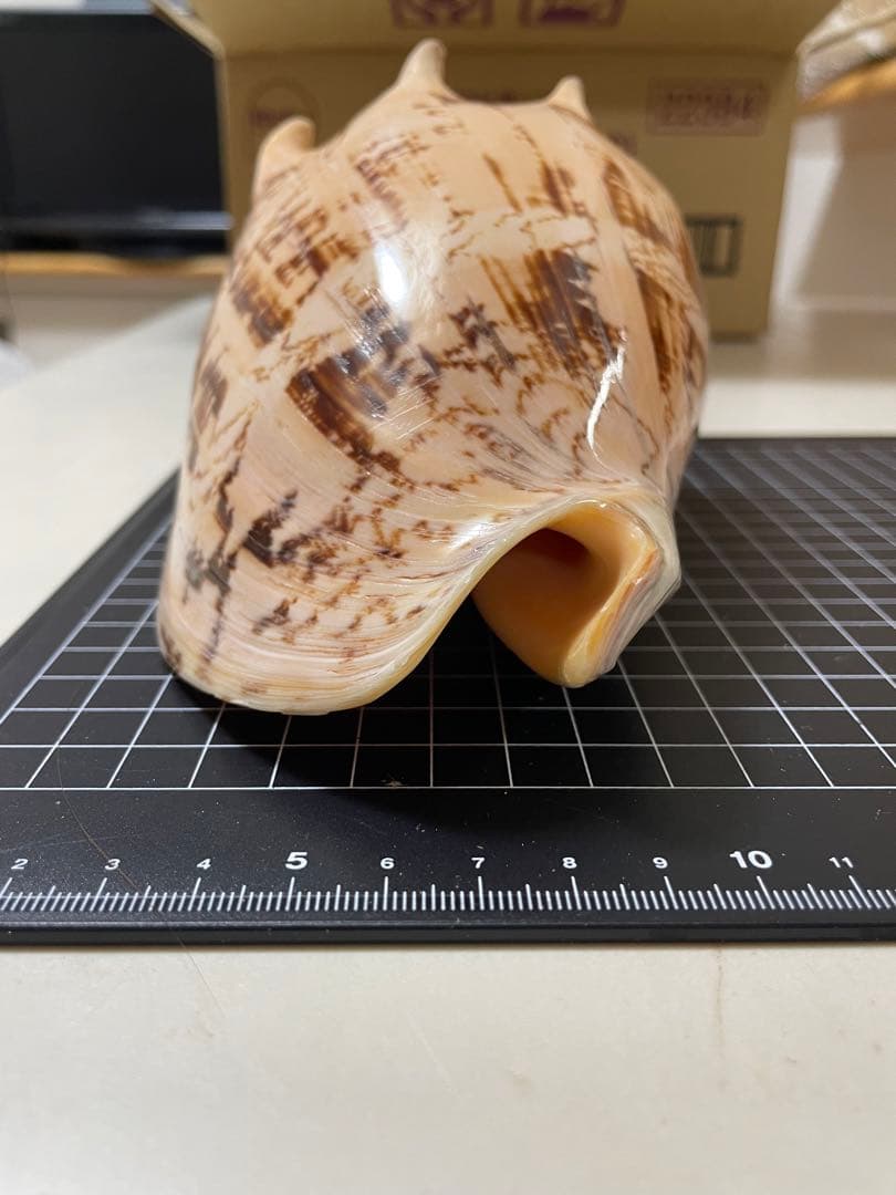 貝殻　標本　ミヒカリコウロギ