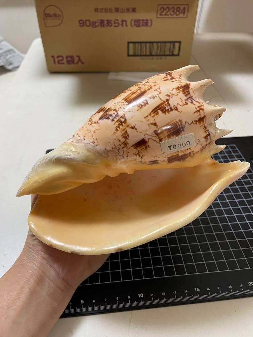 貝殻　標本　ミヒカリコウロギ
