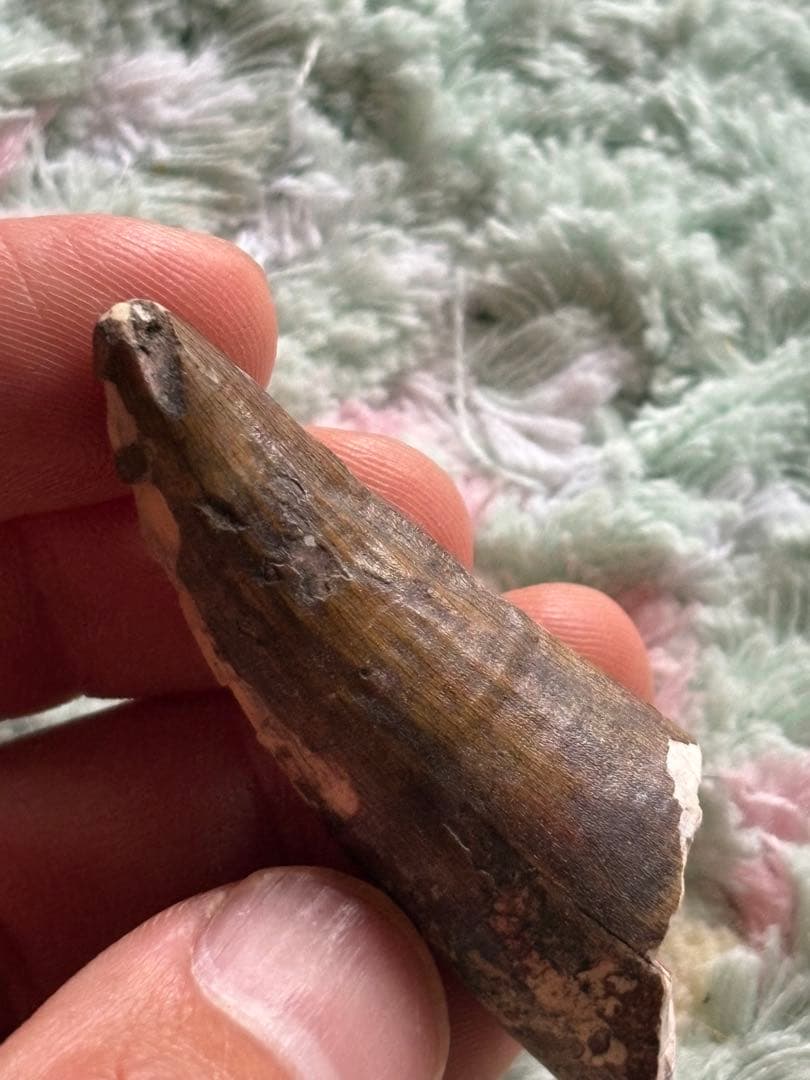 5.6cm 古代の巨大ワニ　サルコスクス　歯　化石