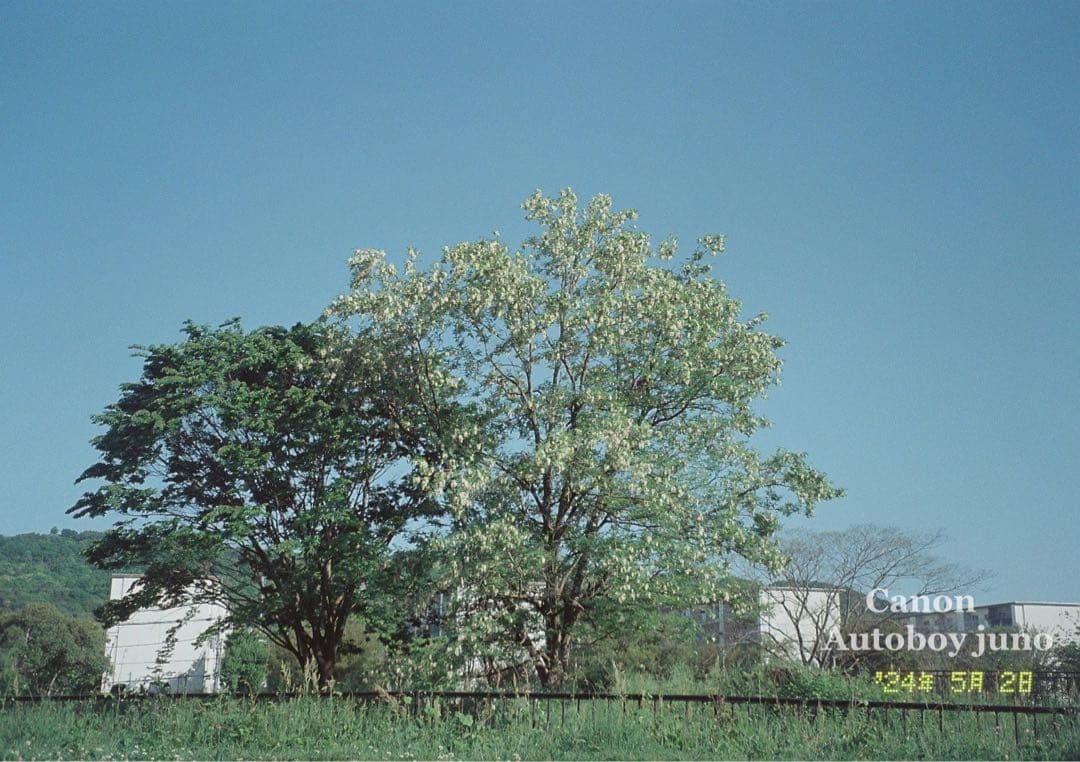 ★完動品・美品・初期保証付★canon autoboy juno ★フィルム入門