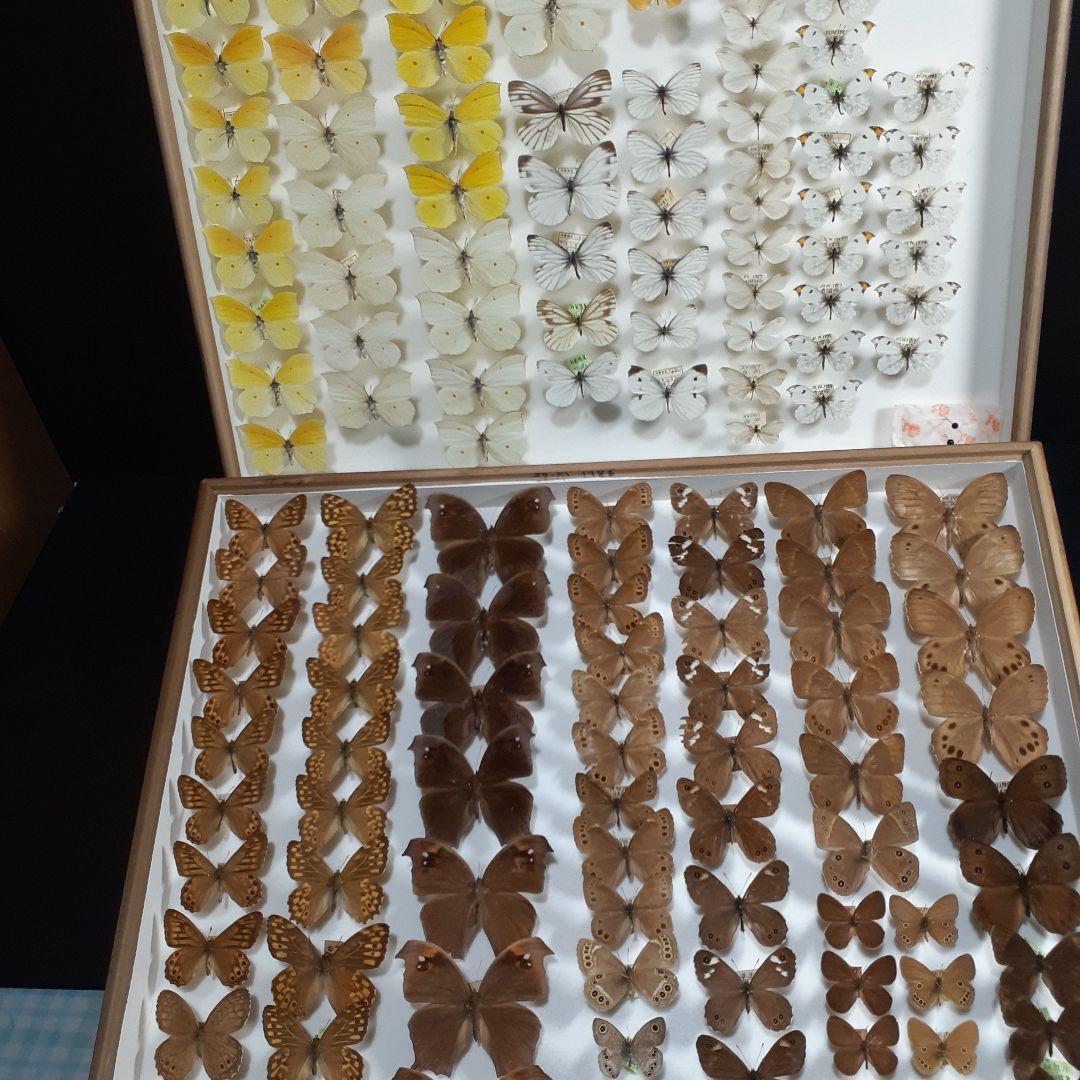 蝶標本　シロチョウ、ヒカゲチョウ類ほか20種156頭、大型ドイツ標本箱二箱入り