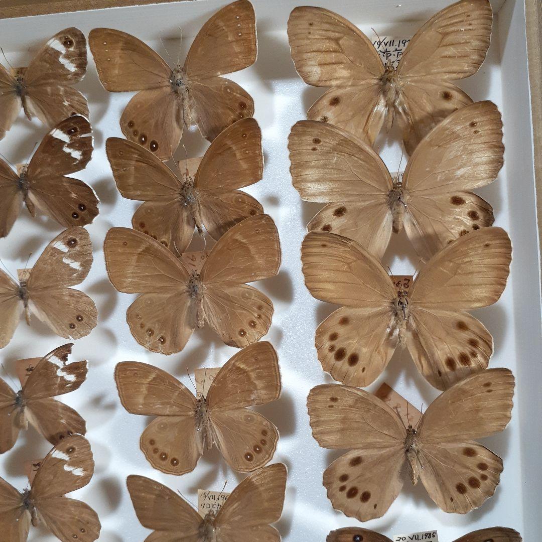 蝶標本　シロチョウ、ヒカゲチョウ類ほか20種156頭、大型ドイツ標本箱二箱入り