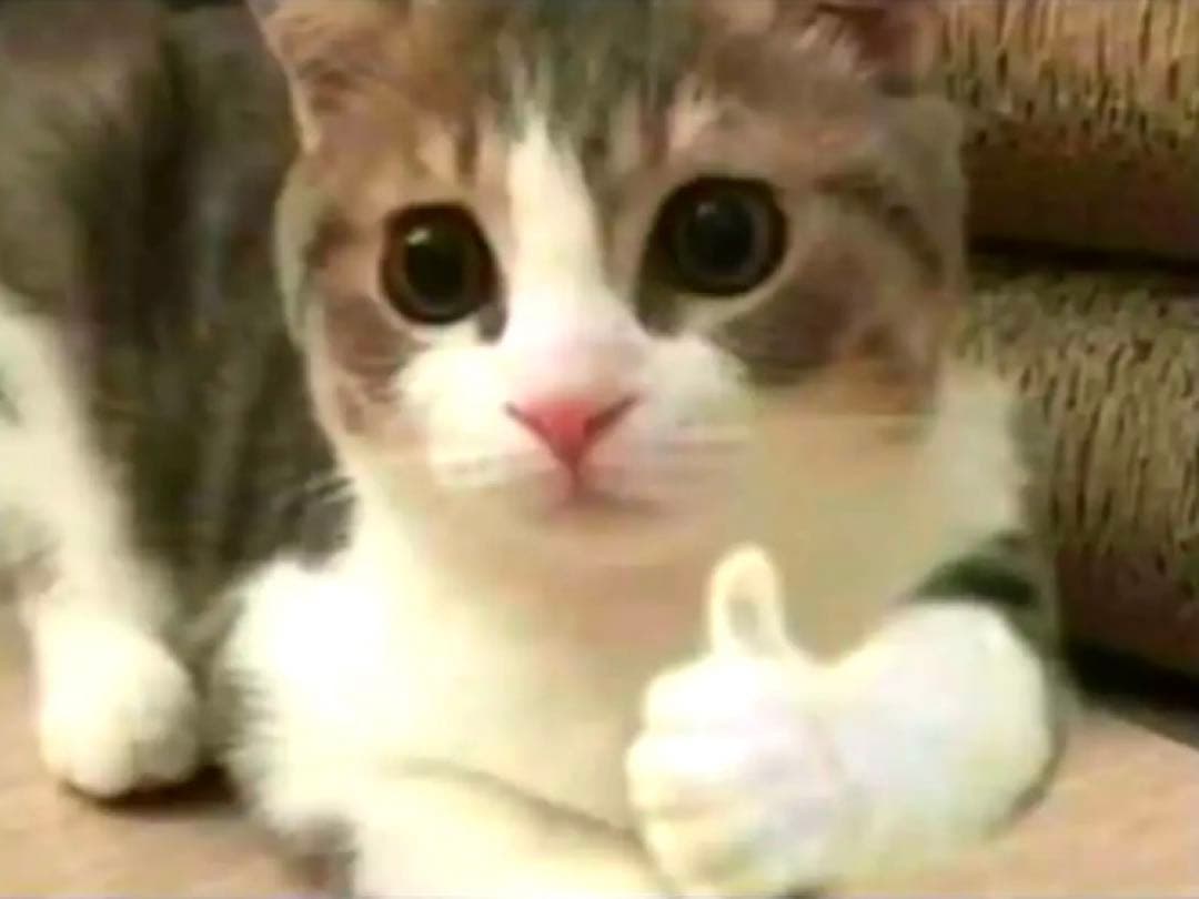 【初版・極美品】アイナナ きらどるぬいぐるみ アイナナパレード モンぬい 亥清悠