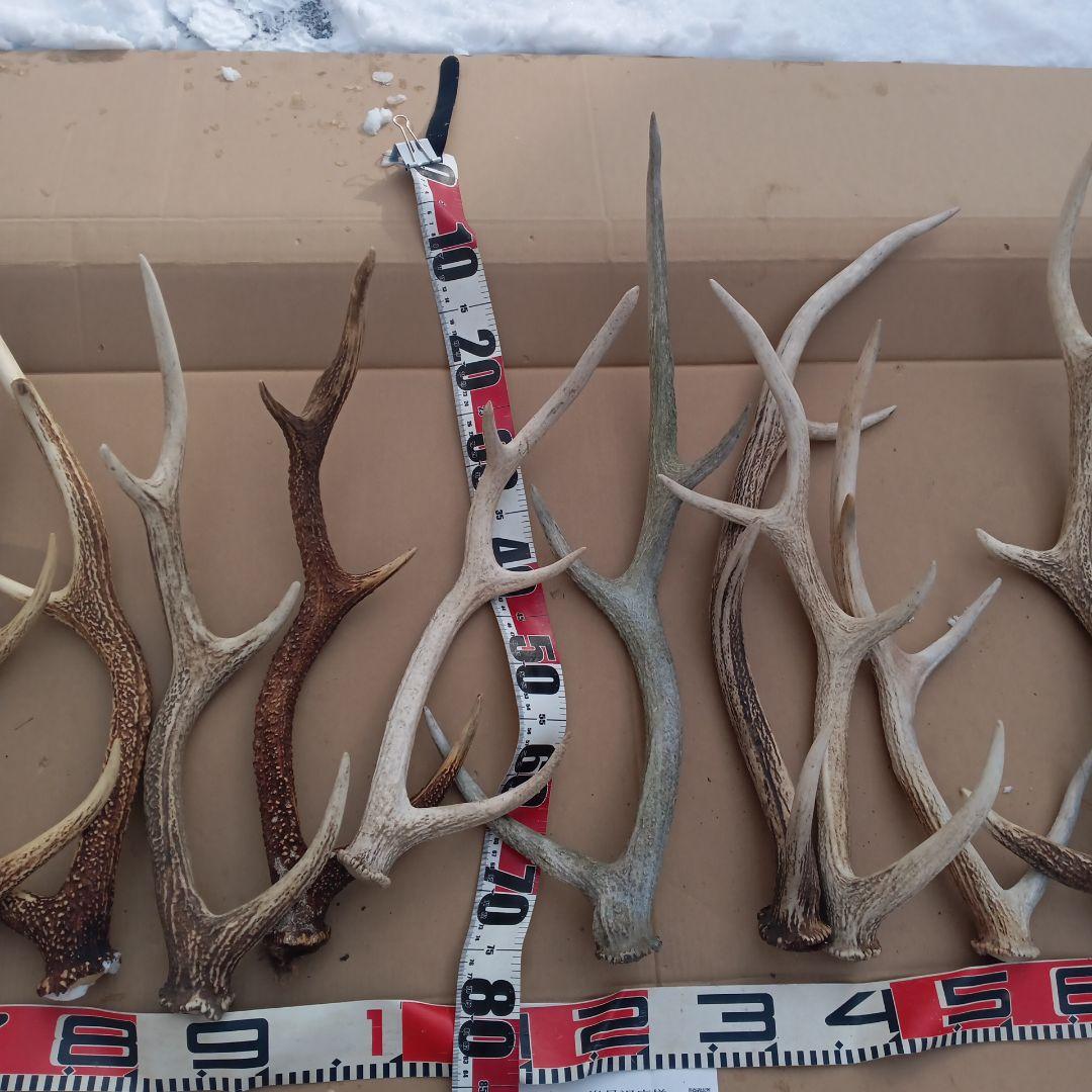 S*i様 天然蝦夷鹿の角、犬用おもちゃ 工芸品などに ５番