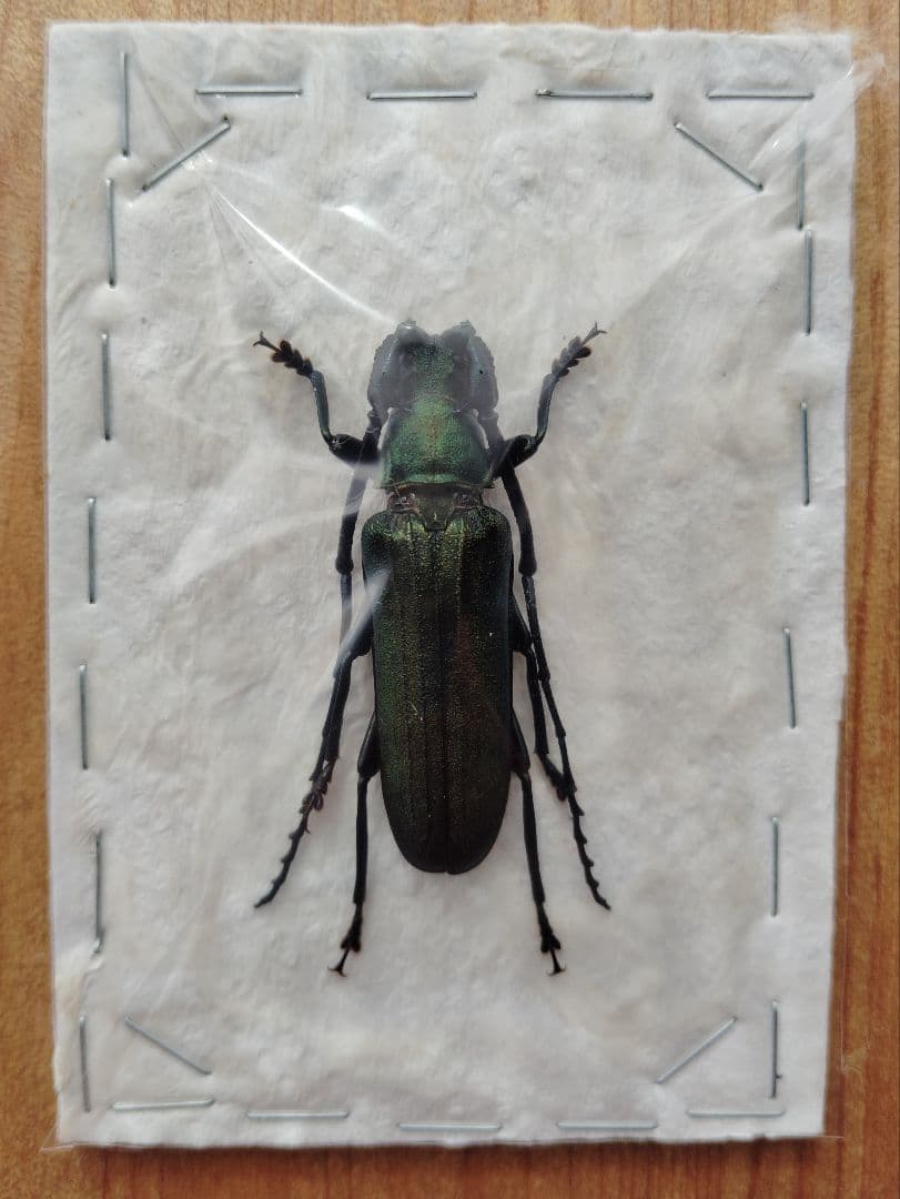 ベトナム産カミキリムシ　ペア