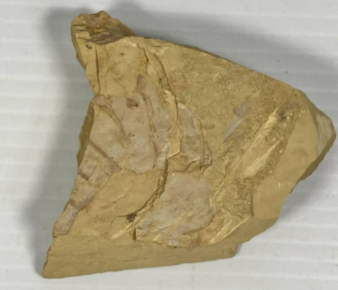 2007年初記載の超レア化石 Guangweicaris spinatus