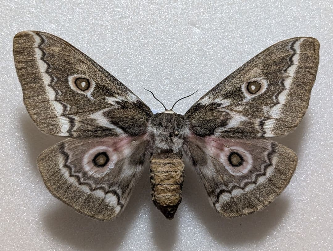 美品　ジグザグヤママユ　蛾　標本