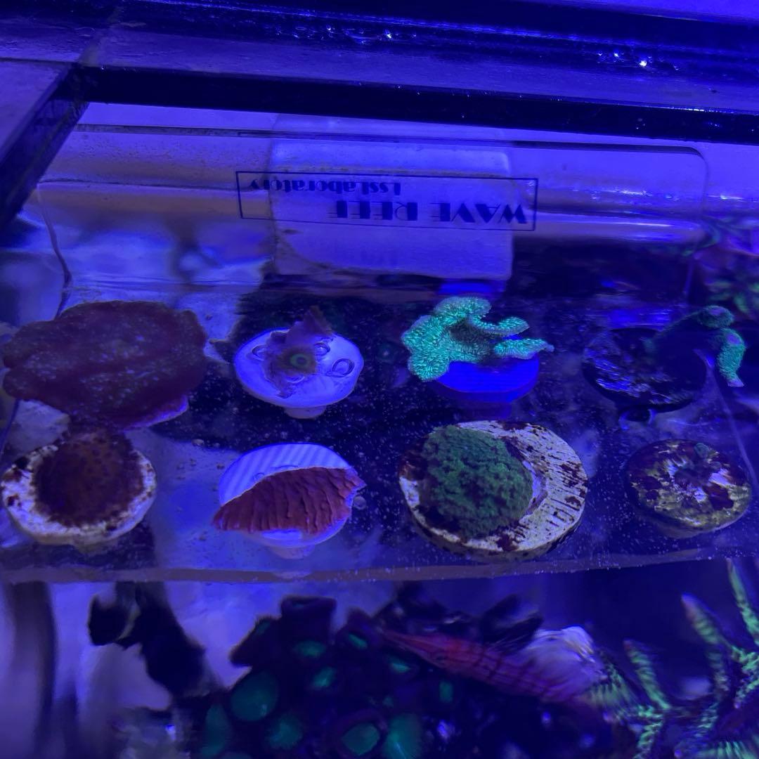 【★】フラグセット　ライブロック