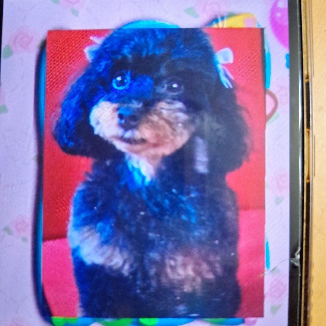 トイプードル 写真集