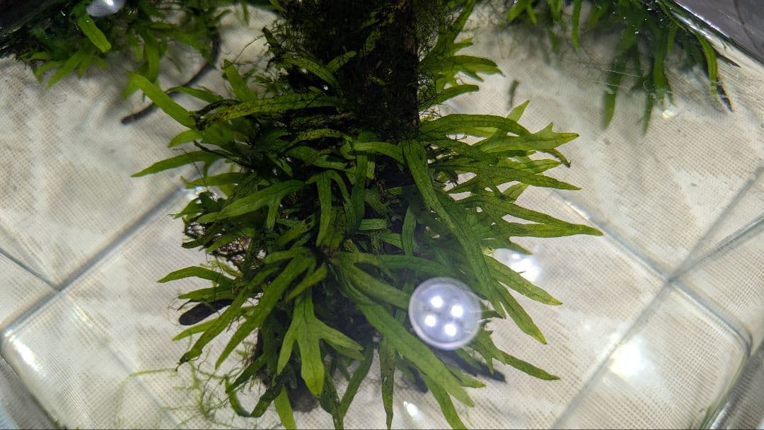 ミクロソリウムトライデントリーフ60葉以上が自然活着した2本組のブランチ流木