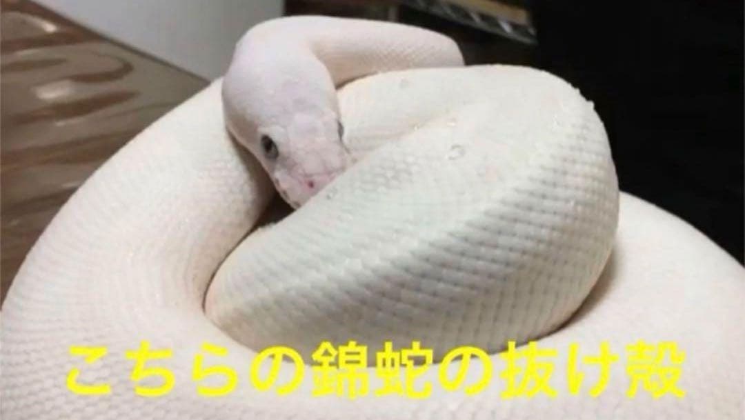 オルゴナイト 白蛇の抜け殻 金運 開運 魔除け 家内安全