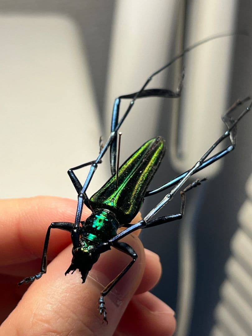 【40mm】アオカミキリの仲間 Chloridolum klaesii？ 標本
