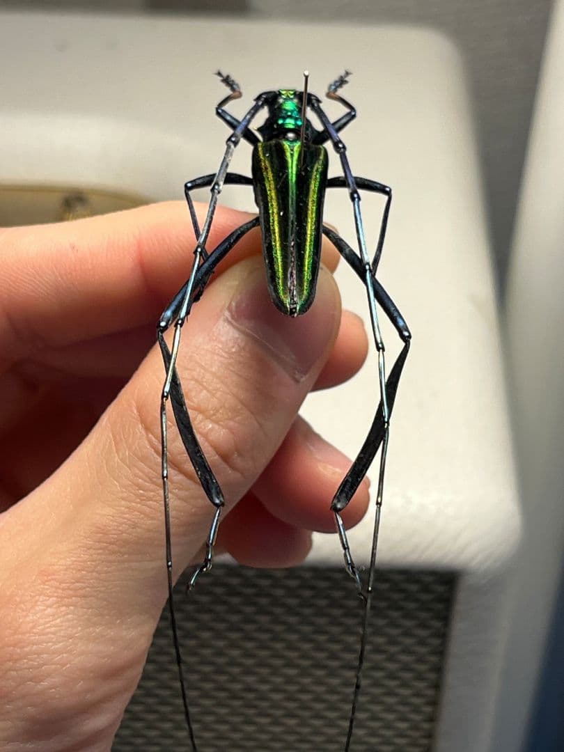 【40mm】アオカミキリの仲間 Chloridolum klaesii？ 標本