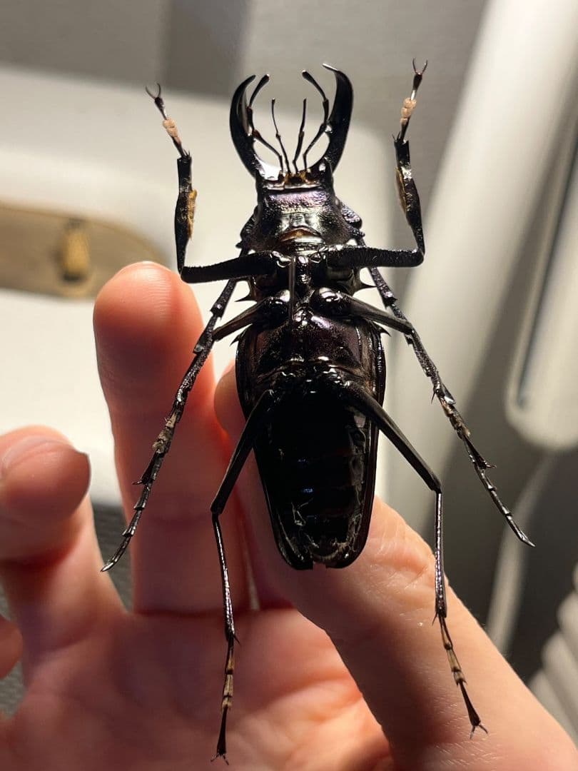 【濃紺】ツヤケシオニノコギリカミキリ ムラサキオニノコギリカミキリ キンオニ標本