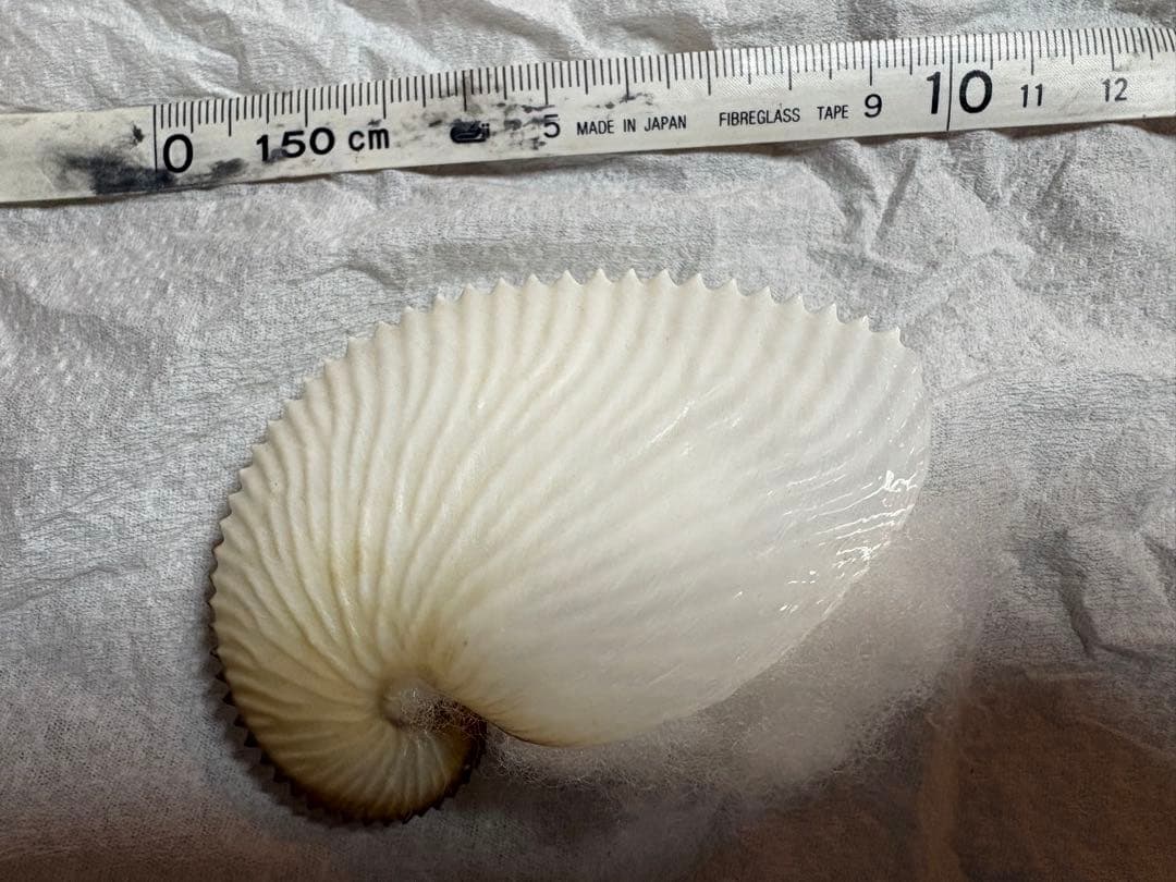 アオイガイ　8個セット