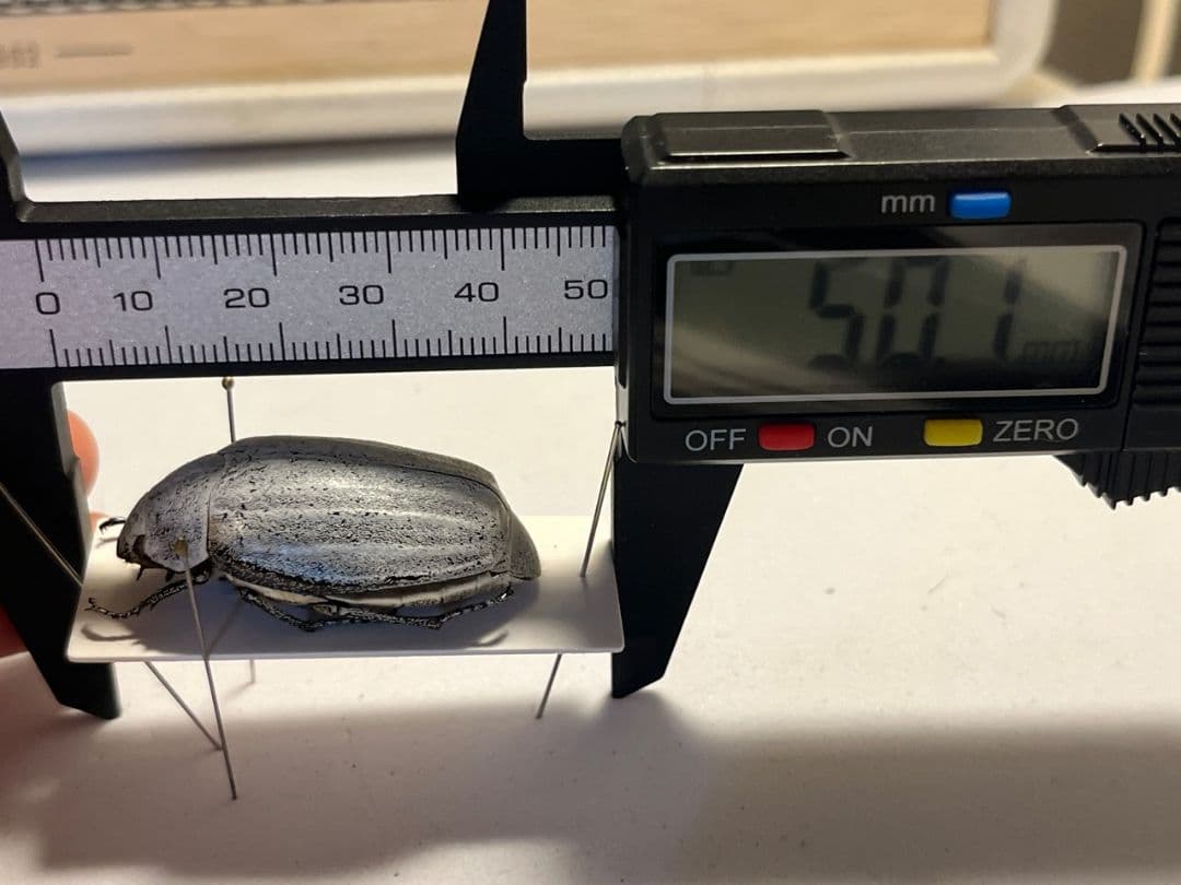 【38mm】マッシロコガネ Cyphochi昆虫標本 プラチナコガネ