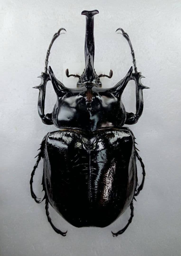 ※大型　マルスゾウカブト♂野外標本