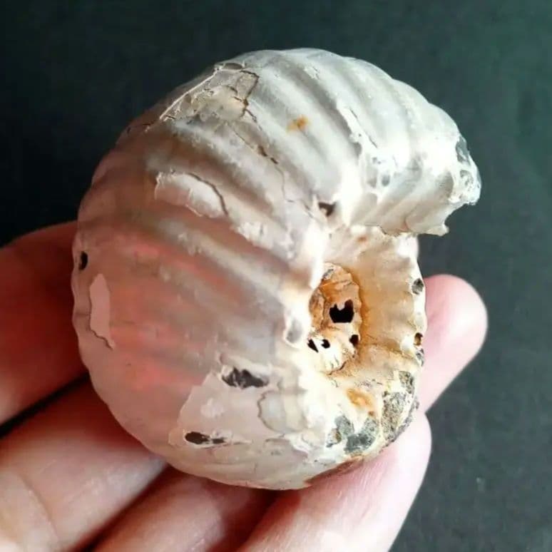 化石　標本　アンモナイト　極厚　希少種