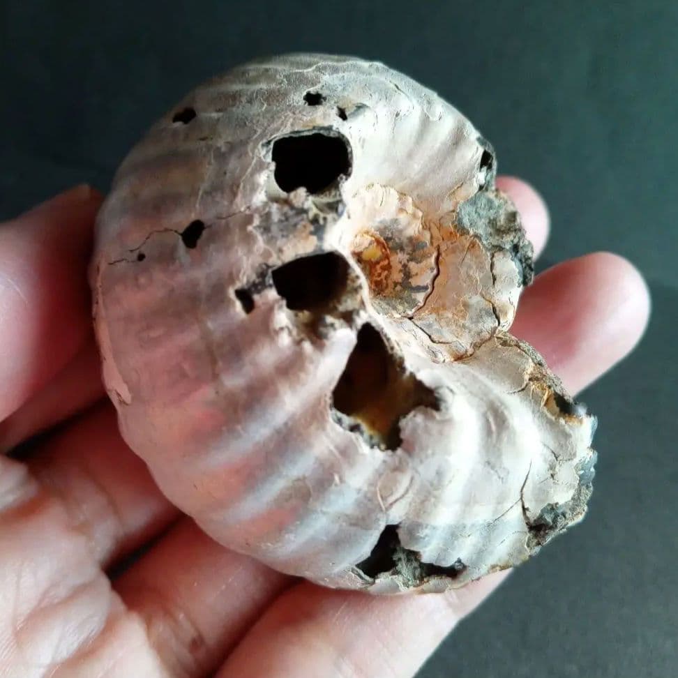 化石　標本　アンモナイト　極厚　希少種