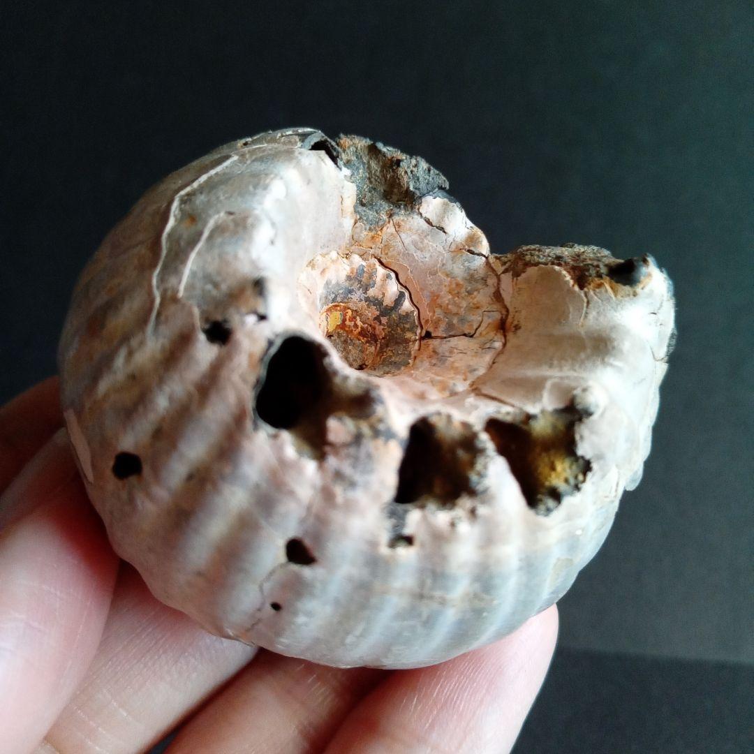 化石　標本　アンモナイト　極厚　希少種