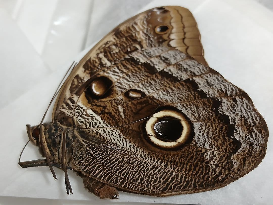 海外産標本｜コロンビア産 フクロウチョウ（猫頭鷹蝶）昆虫標本