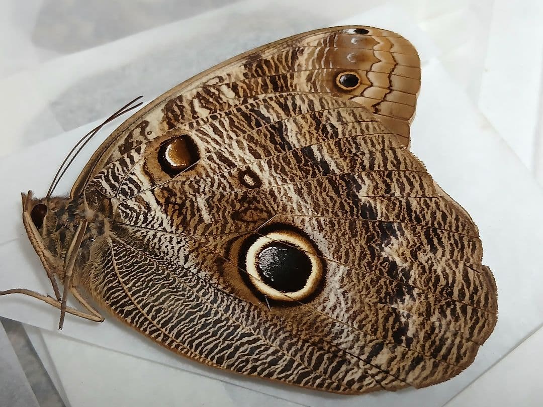 海外産標本｜コロンビア産 フクロウチョウ（猫頭鷹蝶）昆虫標本