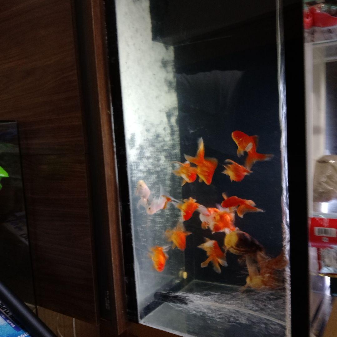 アクリル水槽 大きい 金魚用９０x４５x４５オーバフロー生体付きません