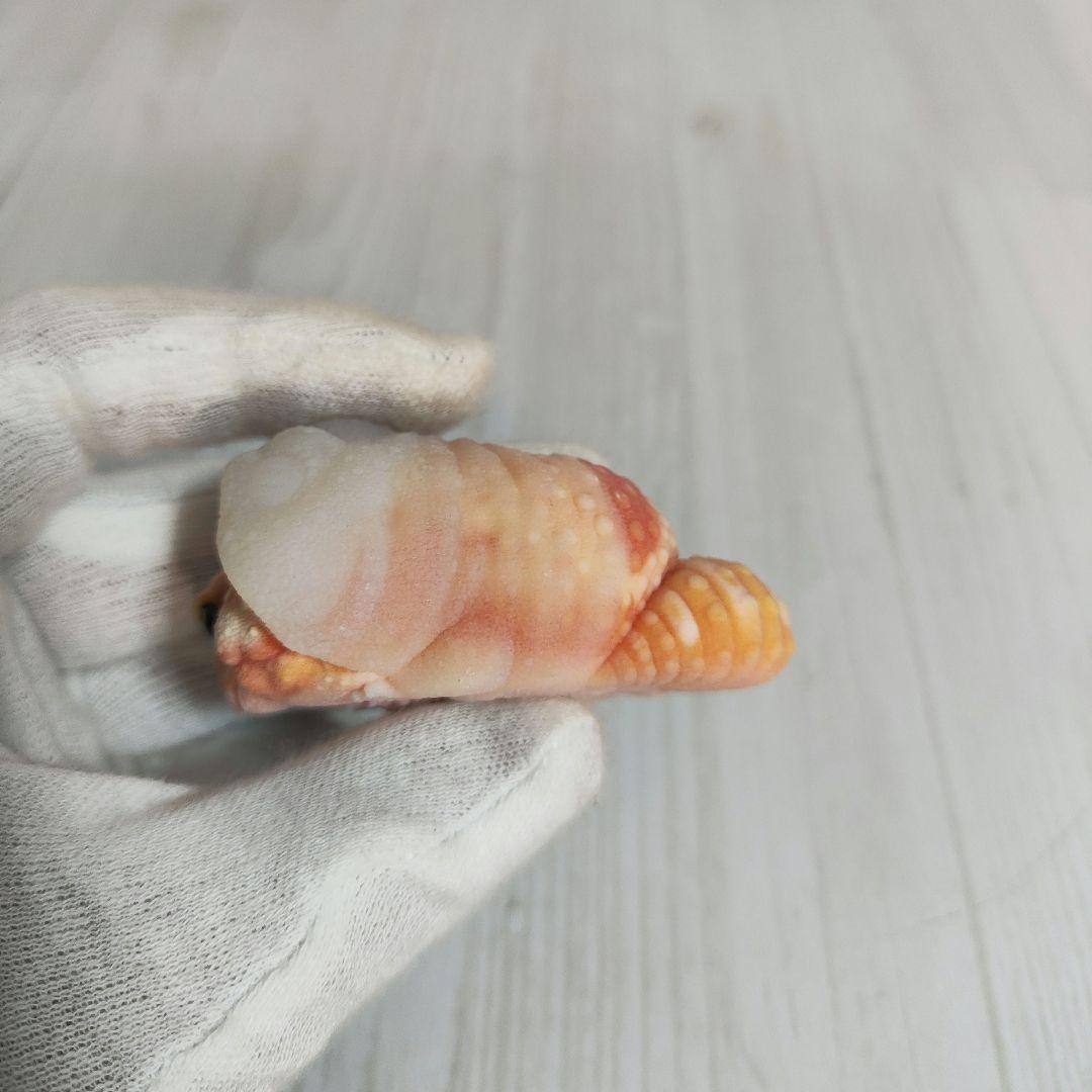 新年企画【動物の惑星】★ヒョウモントカゲモドキ（脱皮版）88体限定! フィギュア