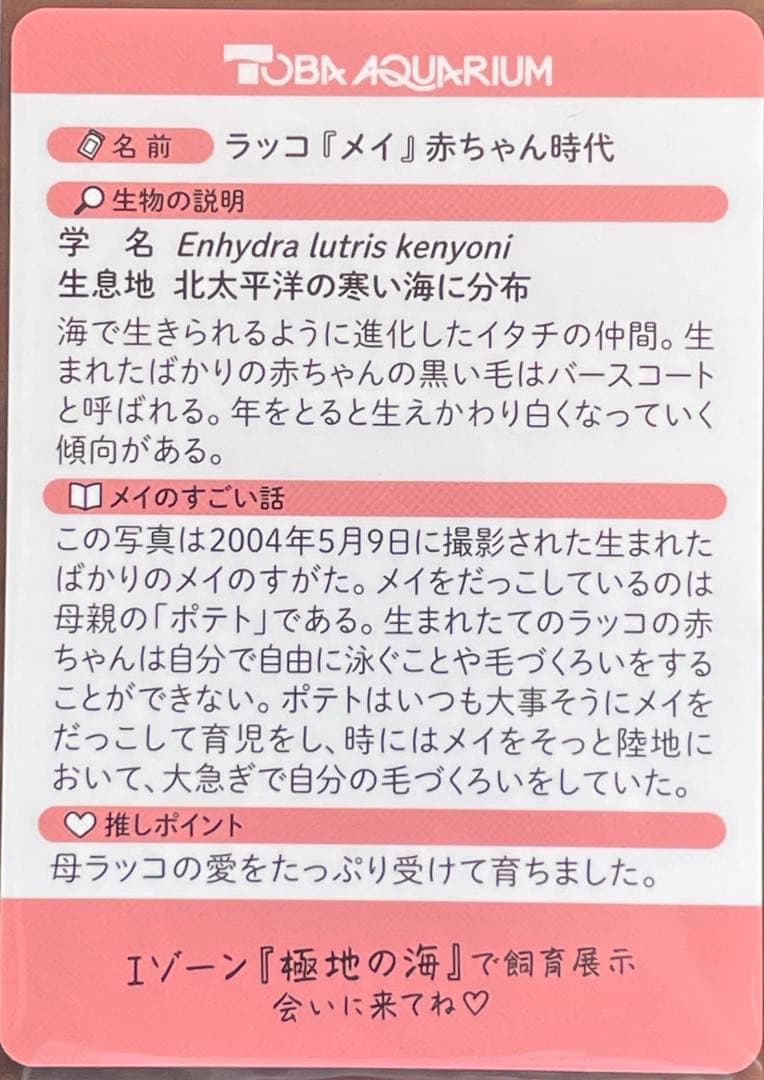 p*読様 【激レア】鳥羽水族館　コレクションカード　メイ　ポテト　ラッコ　赤ちゃ