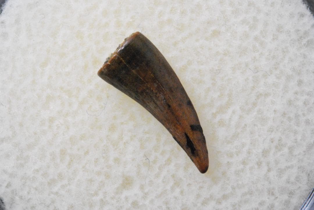 恐竜 パロニコドン [DS402] 歯 化石 希少 レア