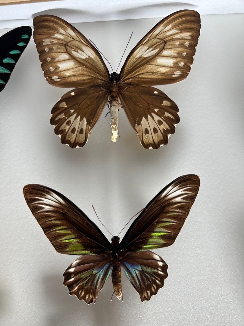 蝶標本木箱現状品のみ写真がご確認してくださいドイツケース約50x50x6cm