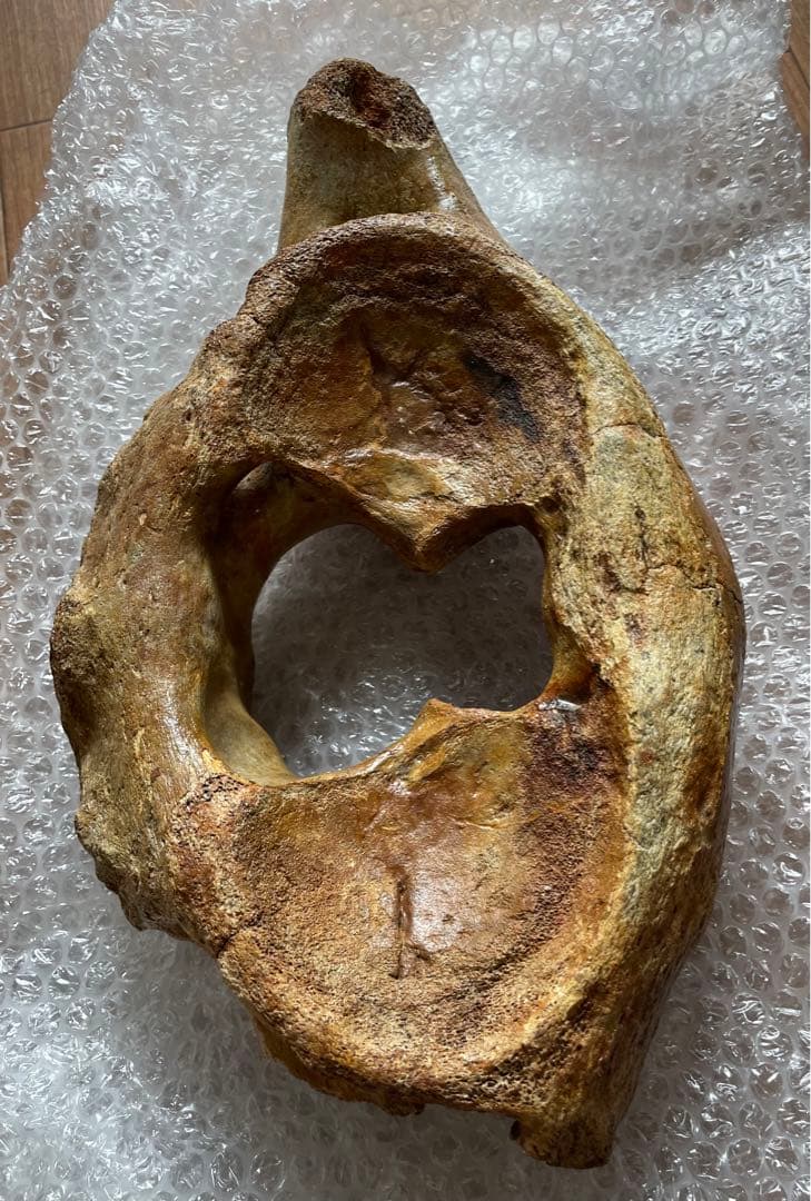 【期間限定セール】マンモスの環椎　化石　特大