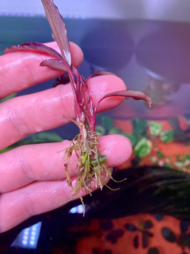 ブセファランドラspゴーストカリマンタン　3株