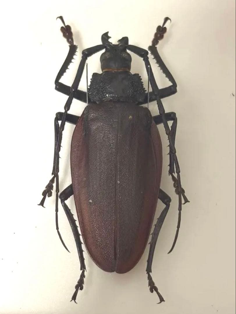 【特大】ナンベイオオウスバカミキリ