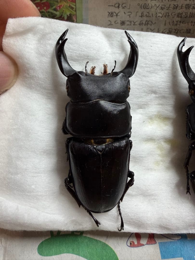 三重県産オオクワガタ♂70mm↑野外品