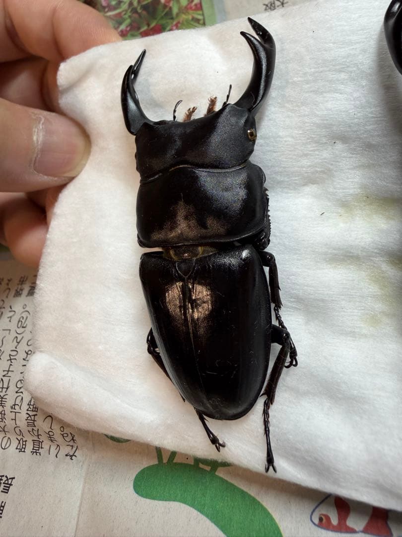 三重県産オオクワガタ♂70mm↑野外品