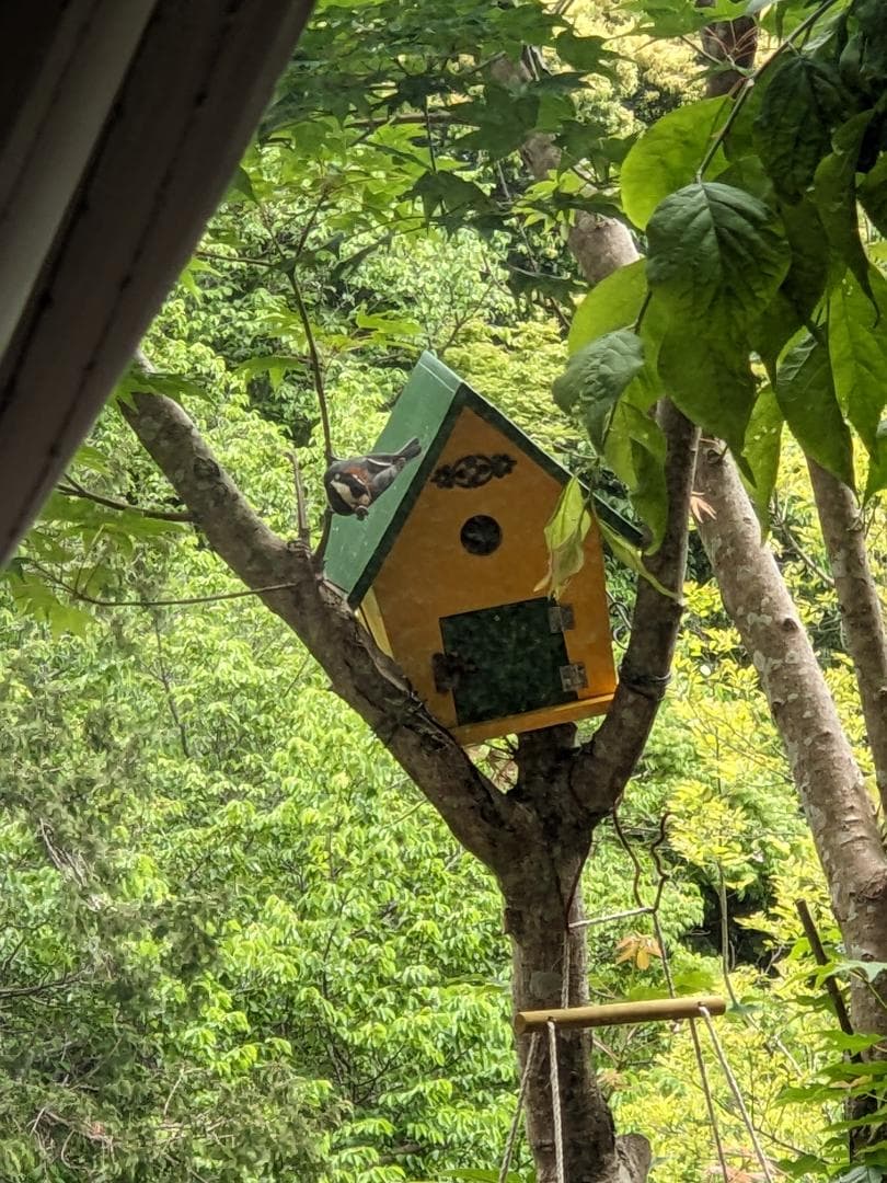 鳥の巣箱写真
