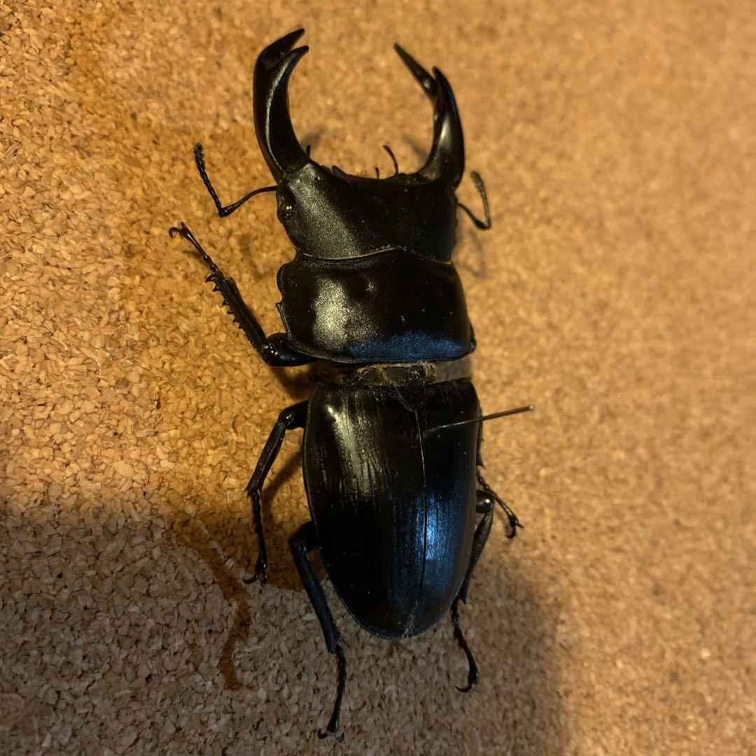 平成8年型　ホペイオオクワガタ飼育品78㍉