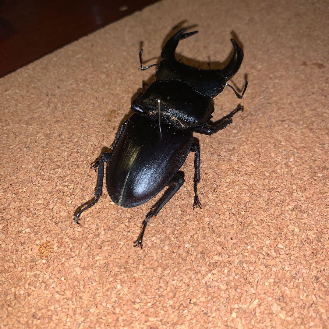 平成8年型　ホペイオオクワガタ飼育品78㍉