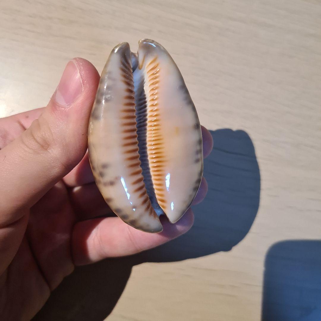 タカラガイ 貝殻 Histrio Rusty