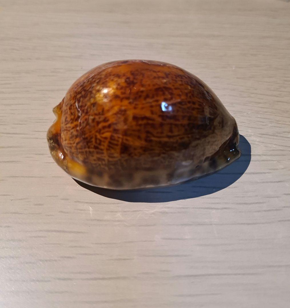 タカラガイ 貝殻 Histrio Rusty