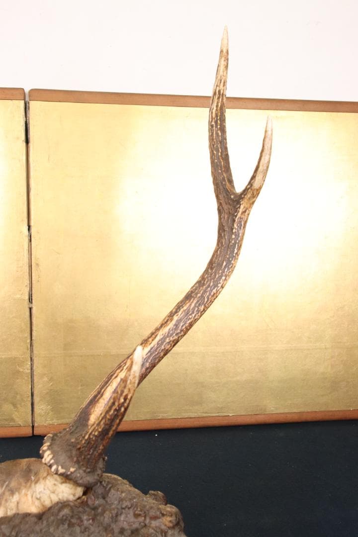 KS　刀掛け　鹿角 刀掛台 天然瘤木台座 　幅約45㎝ 高さ約60㎝